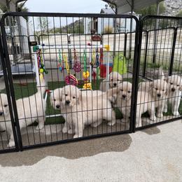 Golden Retriever Puppies from Caliber Golden Retriever’s