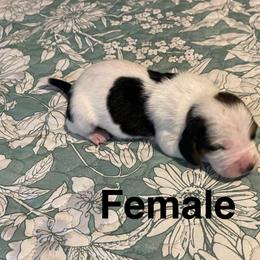 Fannie - Black white and brown female Basset Hound puppy in Daleville, Alabama from Home Grown Basset Hounds of Alabama