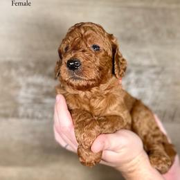 Ingrid - Red  female Goldendoodle puppy in Abilene, Texas from Mesquite Kennels
