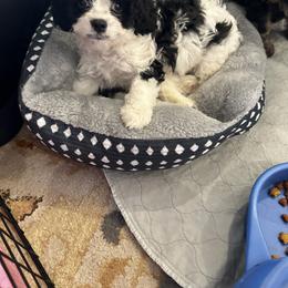 Cavalier King Charles Spaniel and Cavapoo Puppies from Hattie’s Texas Cavapoos