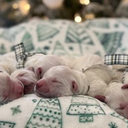 Golden Retrievers from CoastalRetrieversva
