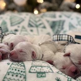 Golden Retrievers from CoastalRetrieversva