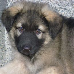 Shiloh Shepherd Puppies from Solace Shilohs