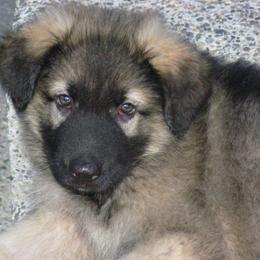 Shiloh Shepherd Puppies from Solace Shilohs