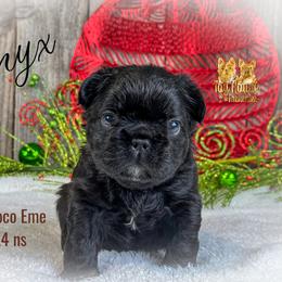 French Bulldog Puppies from Toy House Frenchies