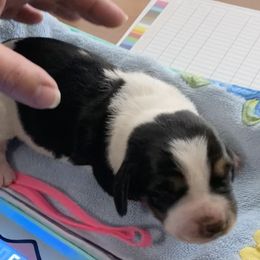 Basset Hound Puppies from 5th Day Farm