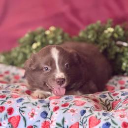 Louis - Red & white male Miniature Australian Shepherd puppy in California from Eagle River Aussies