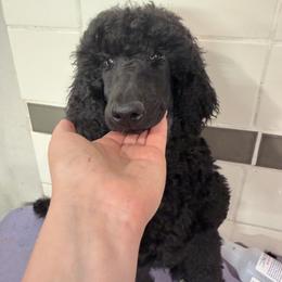 Poodle Puppies from Risa Poodles