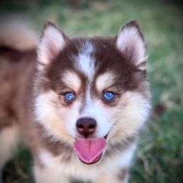 Show Quality Spark - Red and white male Pomsky puppy in Perkins, Oklahoma from A-Dream Pomsky Kennel