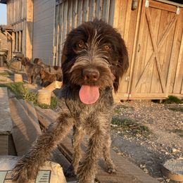 Jane - Wirehaired Pointing Griffon