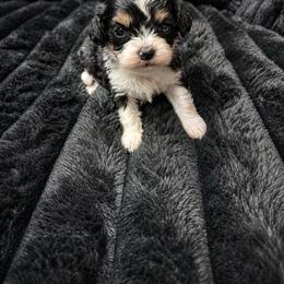 Black white tri - Tri-color male Cavapoo puppy in Harrah, Oklahoma from Sunshines Pomeranians & Cavapoos