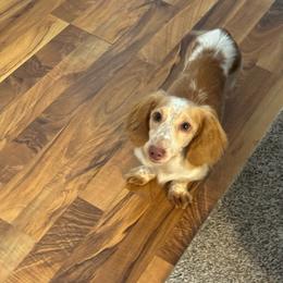 Koe - Piebald male Dachshund puppy in Wisconsin from Three K Miniature Dachshunds