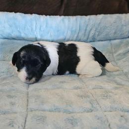 Parti Girl 2 - Heart - Parti female Yorkshire Terrier puppy in Owenton, Kentucky from Robertson's Dream Ranch Aussies & Yorkies