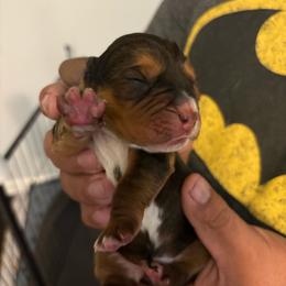 Girl 1 - Mahogany and white female Basset Hound puppy in Columbus, Ohio from Olveras Hound of Ohio