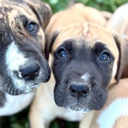 Mufasa - Fawn male Great Dane puppy in Scottsburg, Virginia from Virginia Great Danes