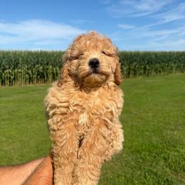 Knox- 7745 - Cream male Goldendoodle puppy in Wever, Iowa from JK Royal Lines