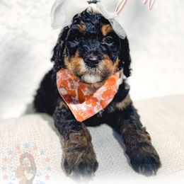 Justice - Phantom female Goldendoodle puppy in California City, California from Summer Sun Doodles