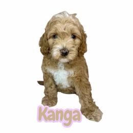 Kanga - Caramel female Australian Labradoodle puppy in Upland, California from Kings Labradoodles