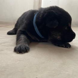 Blue Boy - Black and tan male German Shepherd puppy in Wayne, Maine from Copper Hill German Shepherds