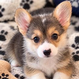 Onyx - Black and tan female Pembroke Welsh Corgi puppy in Abingdon, Virginia from Em-K Kennels