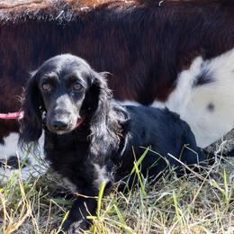 Sassy - Dachshund