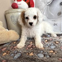 Charlie - Blenheim female Cavapoo puppy in Lebanon, Missouri from Perkins Pups