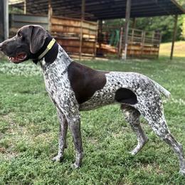 Drake - German Shorthaired Pointer