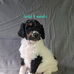 Gold - Parti male Poodle puppy in Elk, Washington from Nothing better than Standard poodles