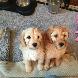 Australian Labradoodle and Labradoodle Puppies from Auburn Sky Labradoodles