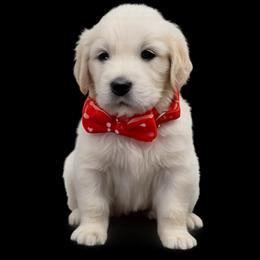 Golden Retriever puppies from Steele Goldens