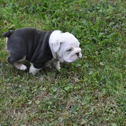 English Bulldog Puppies from Raise The Woof Bulldogs