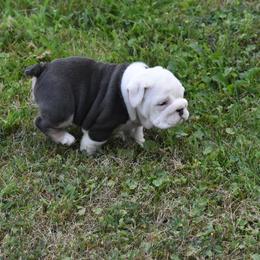 English Bulldog Puppies from Raise The Woof Bulldogs