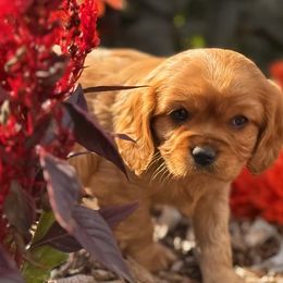 Cavalier King Charles Spaniels from Green Acres Nextgen