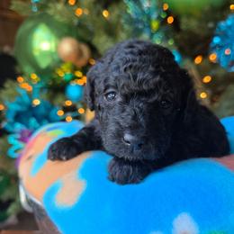 Crystal - Black female Poodle puppy in Blackfoot, Idaho from Draper Mountain Doodles