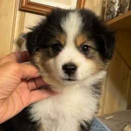 Light Yellow Collar - Black tri female Miniature American Shepherd puppy in Estacada, Oregon from Malachi Kennels