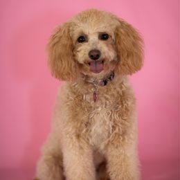 Peaches - Poodle