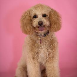 Peaches - Poodle