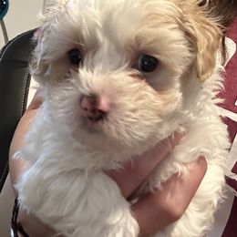 Maltipoo Puppies from Maltipoo Rehoming