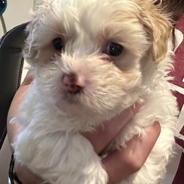 Maltipoo Puppies from Maltipoo Rehoming