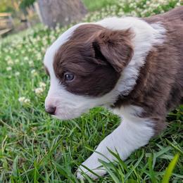Wrangler - White and red male Border Collie puppy in Ashford, Alabama from Double4farms