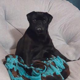 Willow - Pug
