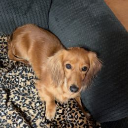 Honey - Dachshund