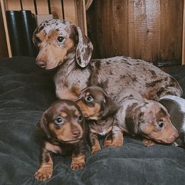 Dachshund Puppies from SouthernMama Doxies