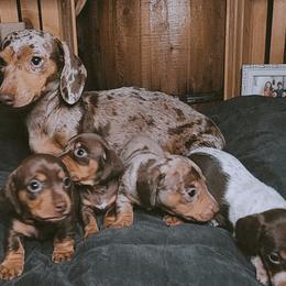 Dachshund Puppies from SouthernMama Doxies