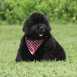 Blossom Red collar - Black female Newfoundland puppy in Kimball Twp, Michigan from Pine River Newfoundlands