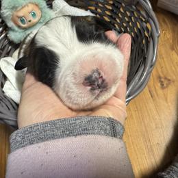 Teal - Brindle and white female Saint Bernard puppy in Auburn, Washington from Sara’s Saint Bernards