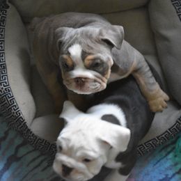 English Bulldog Puppies from Raise The Woof Bulldogs