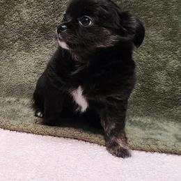 Sean - Black and white male Chihuahua puppy in Chesapeake, Virginia from Elsbeth's Chihuahuas