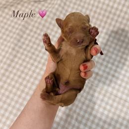 Maple - Red  female Goldendoodle puppy in La Porte, Texas from B+C Doodles