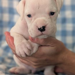 Susie - White female Boxer puppy in New Holland, Pennsylvania from Shady Rill puppies